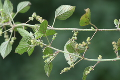 Acalypha lanceolata